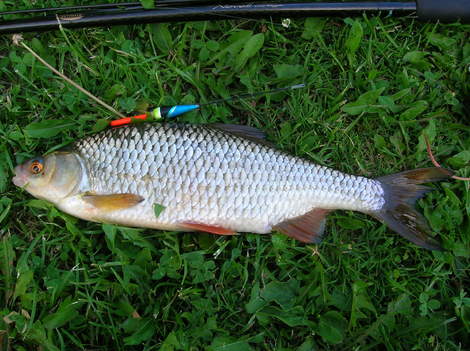 Plotice obecná, 36 cm, 0.517 kg