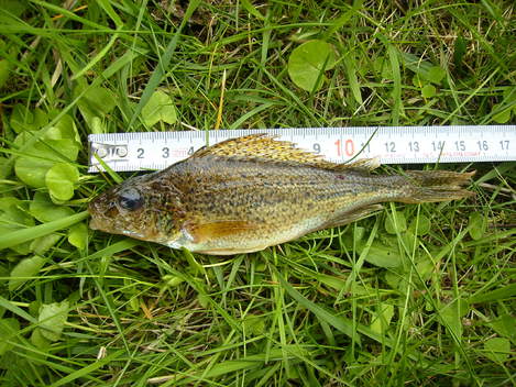 Ježdík obecný, 16 cm