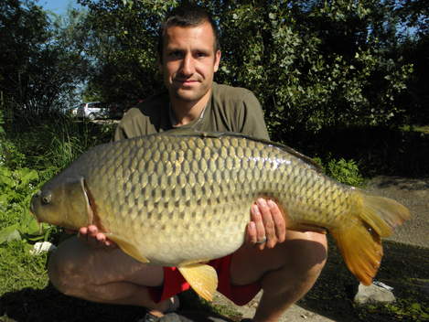 Kapr obecný, 85 cm, 12.5 kg