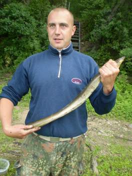 Úhoř říční, 80 cm