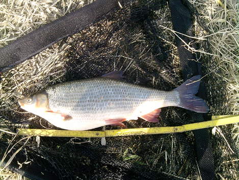 Ostroretka stěhovavá, 50 cm