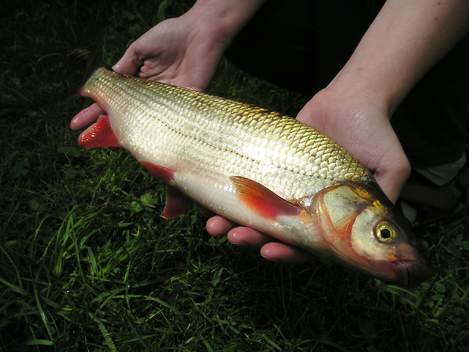 Ostroretka stěhovavá, 44 cm, 1 kg