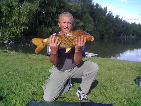 Kapr obecný, 71 cm