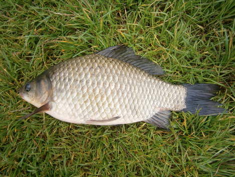 Karas stříbřitý, 35 cm