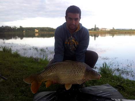Kapr obecný, 85 cm, 14.5 kg