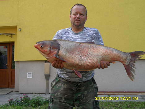 Tolstolobik bílý, 94 cm, 12 kg