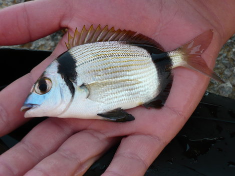 Tropické ryby, 12 cm