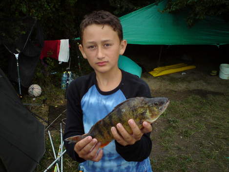 Okoun říční, 46 cm, 0.8 kg