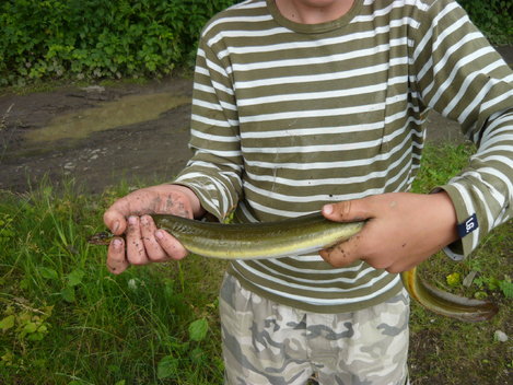 Úhoř říční, 66 cm, 0.6 kg