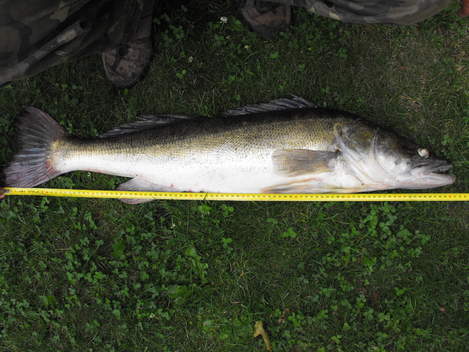 Candát obecný, 91 cm, 7.1 kg