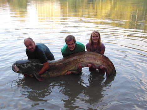 Sumec velký, 265 cm, 104 kg