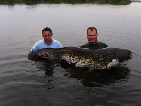 Sumec velký, 200 cm, 60.5 kg