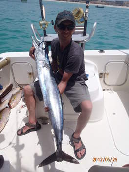 Tropické ryby, 118 cm, 17 kg