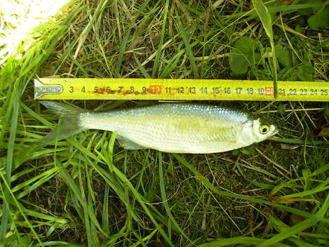 Ouklej obecná, 20 cm