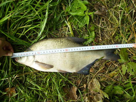 Cejn velký, 42 cm