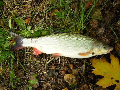 Ostroretka stěhovavá, 48 cm