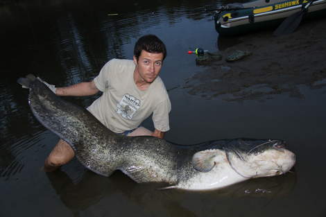 Sumec velký, 200 cm, 55 kg