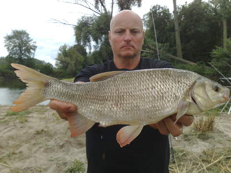 Jelec jesen, 48 cm, 1.8 kg