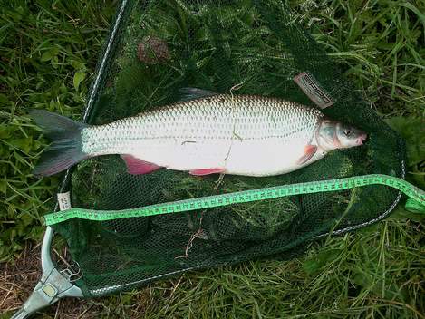 Ostroretka stěhovavá, 50 cm, 1 kg