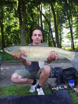 Amur bílý, 80 cm, 7 kg