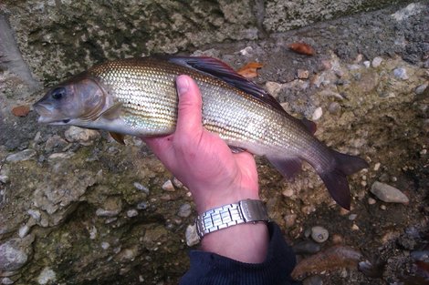 Lipan podhorní, 41 cm