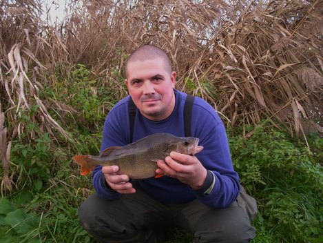 Okoun říční, 38 cm, 0.9 kg