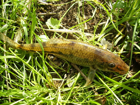 Hrouzek obecný, 18 cm