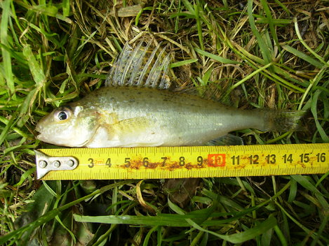 Ježdík obecný, 15.5 cm