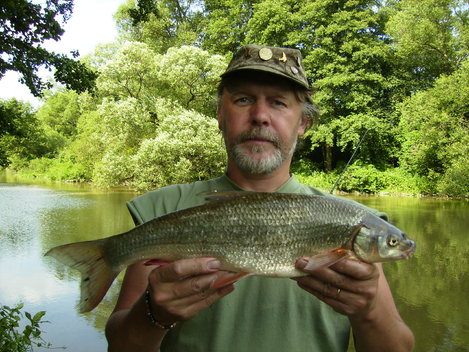 Ostroretka stěhovavá, 49 cm, 1.2 kg