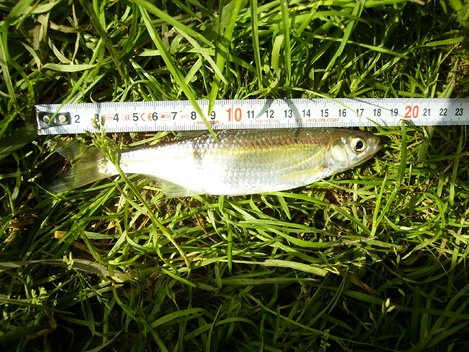 Ouklej obecná, 18 cm