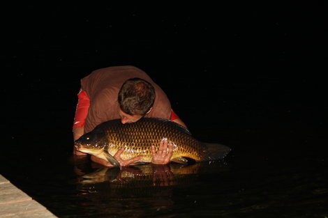 Kapr obecný, 83 cm, 15.2 kg