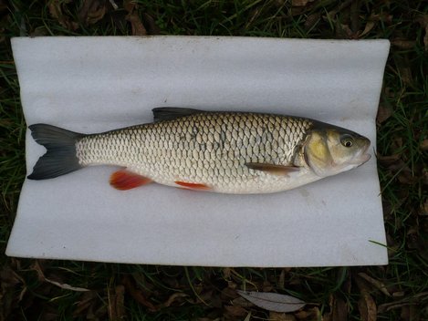 Jelec tloušť, 44 cm