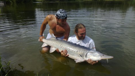 Jeseter velký, 180 cm, 45 kg