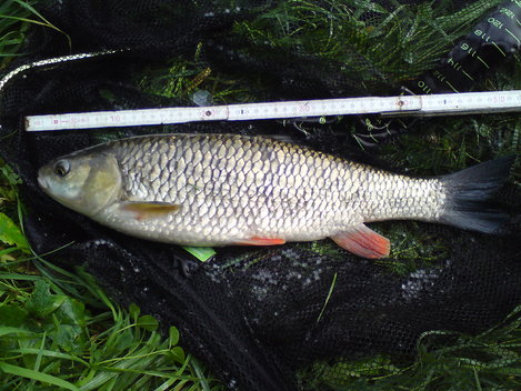 Jelec tloušť, 52 cm, 1.7 kg