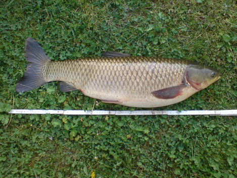 Amur bílý, 84 cm, 7 kg