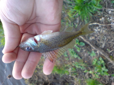 Ježdík obecný, 13 cm