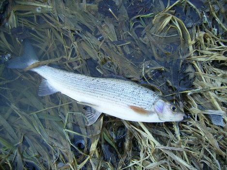 Lipan podhorní, 30 cm