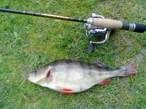 Okoun říční, 10 cm