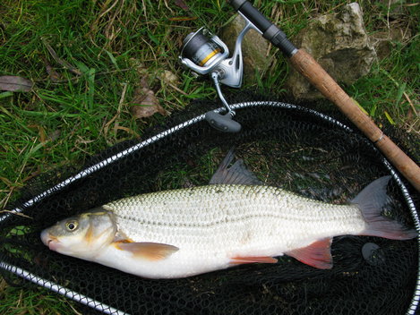 Podoustev říční, 46 cm