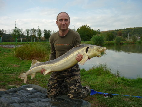 Jeseter sibiřský, 143 cm, 16 kg