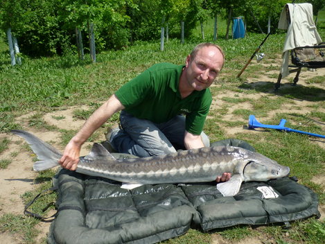 Jeseter sibiřský, 147 cm, 14.8 kg