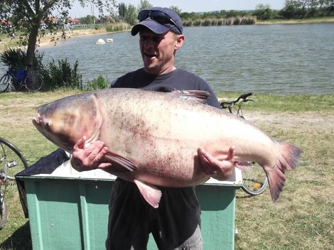 Tolstolobec pestrý, 129 cm, 41 kg