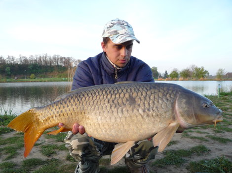 Kapr obecný, 81 cm, 10 kg