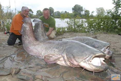 Sumec velký, 246 cm, 88 kg