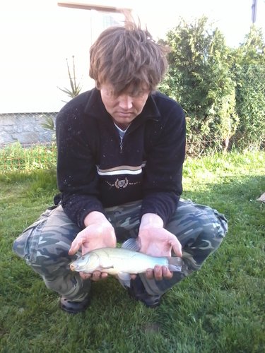 Lín obecný, 33 cm