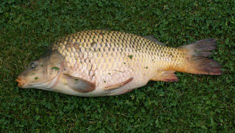 Kapr obecný, 76 cm, 5.65 kg