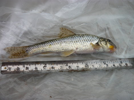 Hrouzek obecný, 15 cm