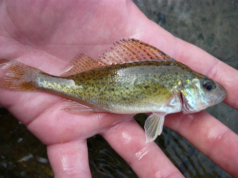 Ježdík obecný, 12 cm