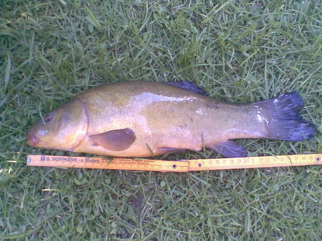 Lín obecný, 40 cm, 1.1 kg