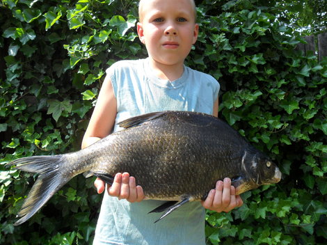 Cejn velký, 71 cm, 4.9 kg